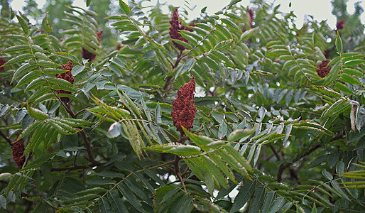 树顶上长着大红花植物群花园草药烧瓶灌木鹿角植物学植物叶子水果图片