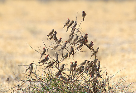 喀拉哈里刺树上的红头芬奇群图片