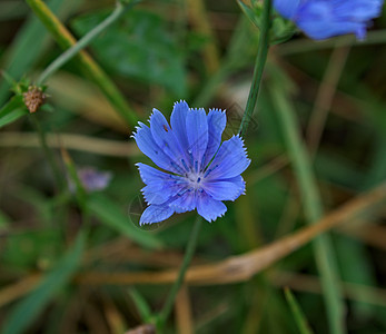 在草原上用蓝色花朵开花图片