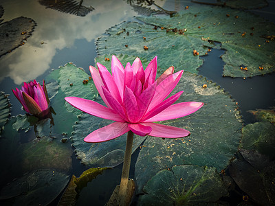 沼泽中的粉色莲花植物学美丽叶子池塘花瓣绿色植物群植物热带荷花图片