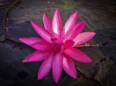 沼泽中的粉色莲花花瓣热带美丽花朵花园池塘叶子荷花植物学植物图片