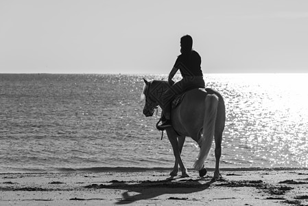 女孩在海上骑着游马自由动物哺乳动物青少年日落骑术马匹侧影鬃毛棕色图片