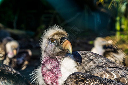 鲁伯的秃鹰头部在近距离 热带和严重濒临危险的非洲沙海尔地区图片