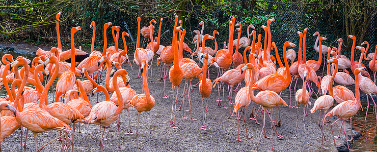 来自加拉帕戈斯群岛的热带鸟儿们 都站在一起 它们来自美国大火烈鸟家族图片