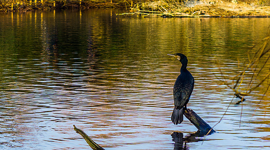 坐在水上树枝上的黑焦蓝 自然界中美丽的水场景图片