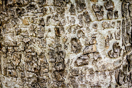 老树皮图案白色背景材料公园木头桦木绿色灰色黑色植物棕色树干图片