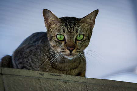 棕绿猫 绿眼耳朵棕色猫咪灰色毛皮虎斑哺乳动物鼻子绿色小猫图片