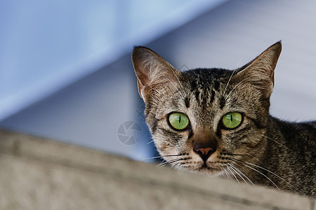 棕绿猫 绿眼小猫棕色猫咪眼睛灰色动物宠物鼻子虎斑毛皮图片
