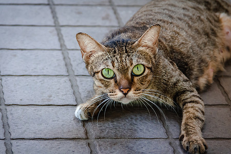 棕绿猫 绿眼灰色动物棕色耳朵哺乳动物猫咪鼻子虎斑猫科宠物图片