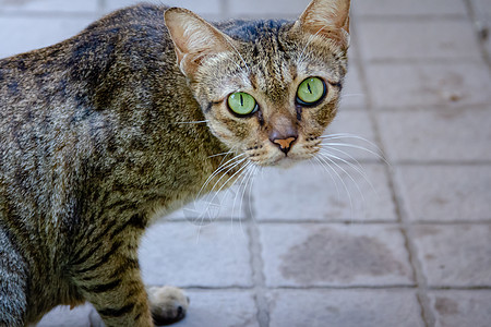 棕绿猫 绿眼小猫棕色哺乳动物白色猫科虎斑毛皮鼻子猫咪眼睛图片