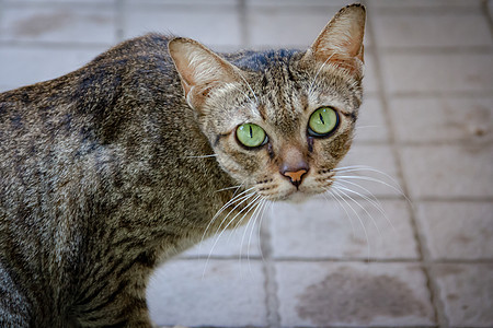 棕绿猫 绿眼虎斑哺乳动物宠物猫科眼睛灰色鼻子小猫动物毛皮图片