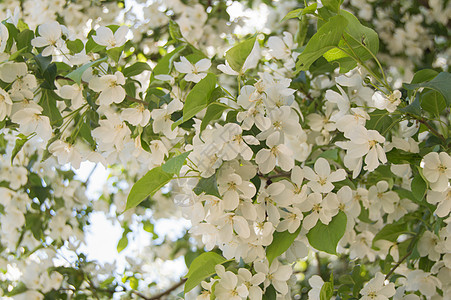 苹果树的鲜花枝 对着蓝天和阳光季节天空脆弱性花瓣生长花序农业水果植物学太阳图片