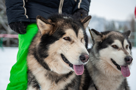 阿拉斯加马拉穆特狗哺乳动物黑与白舌头朋友男性雪橇宠物乐趣鼻子森林图片