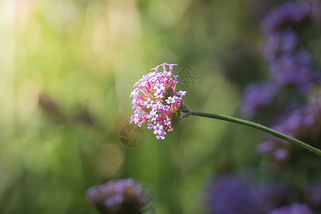 鱼香肉丝图片五颜六色的花的背景图片花束生长植物群宏观季节紫色花瓣粉色植物背景