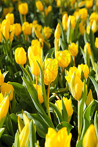 园中多彩的郁金场地叶子礼物花瓣花束植物群美丽植物花店庆典图片