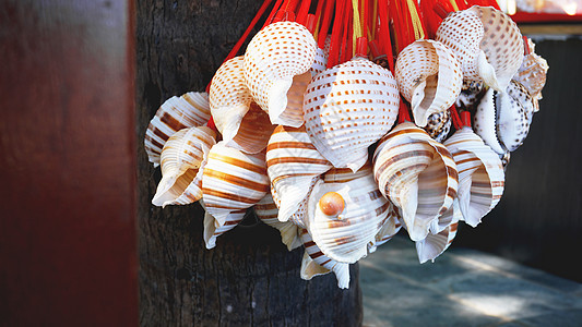 混合多彩海壳作为背景情调贝壳收藏沙漠海岸蜗牛异国乌龟螺旋动物图片