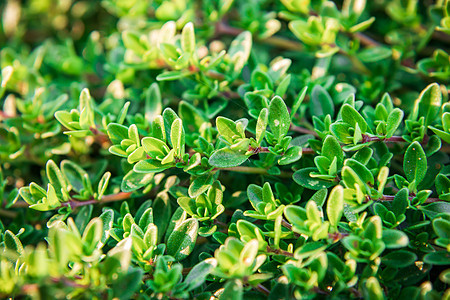 有绿叶的植物 有百香味道宏观美食芳香食物香气叶子烹饪胸腺绿色图片