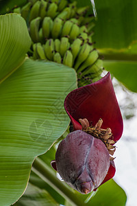 带绿香蕉的香蕉树花粉和叶叶图片