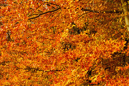 秋天秋天秋季彩色的树叶黄色橙色重新图片