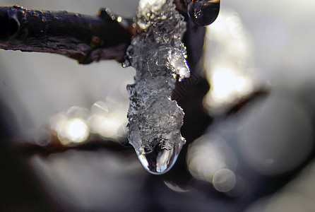 树枝阳光下冰冰雪融化图片