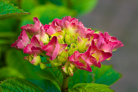 粉红花朵花 新鲜的绿色夏月图片