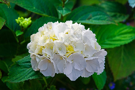 白色的花朵花朵 新鲜的绿色夏月图片