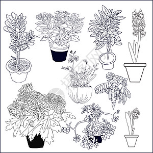 白色背景上不同家用植物组集图片