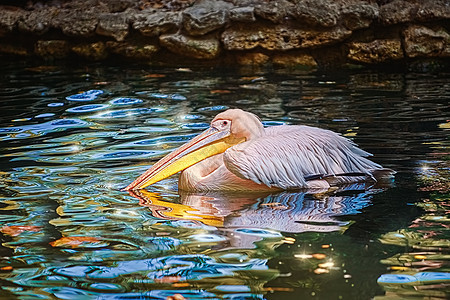 Pelican在池塘上水禽大鸟羽毛野生动物水鸟账单喉囊荒野鸟类玫瑰图片