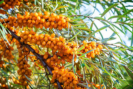 橙色海角的树枝 在阳光下花园衬套季节宏观鼠李沙棘绿色植物水果食物图片