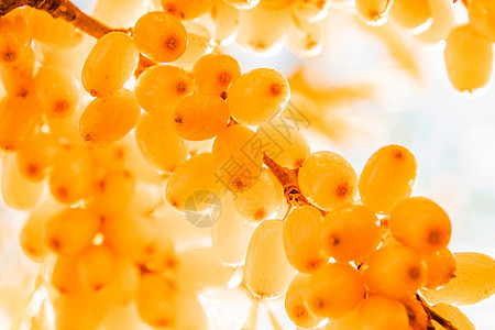 橙色海角的树枝 在阳光下宏观药品叶子水果衬套季节性食物橙子植物沙棘图片