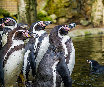 一群站在水边的洪堡企鹅 来自太平洋沿岸的水鸟 处于脆弱状态的受威胁动物图片