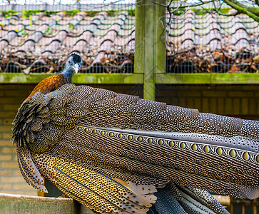 一只雄性大阿格斯野鸡的美丽肖像 美丽羽毛的后视 来自亚洲的热带鸟类 近乎受威胁的动物图片