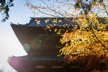 红树叶触摸阳光 寺庙背景模糊图片
