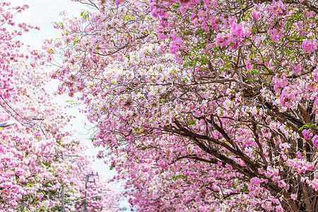 粉红喇叭树盛开的粉红色花朵图片