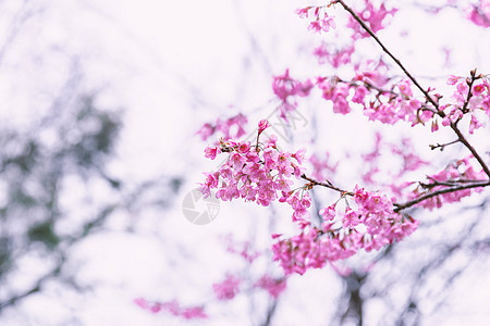 以粉红色的调子表示野生黑白樱桃图片