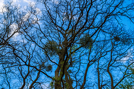 欧洲在冬蓝天云中秃树上缠着欧洲的寄生物图片