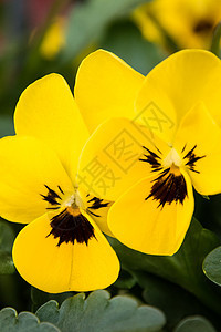 春天的黄色花朵盛开图片