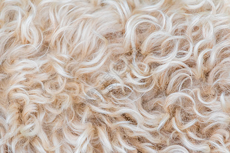 爱尔兰的软涂面小麦 红白色和棕色毛羊毛皮革外套动物羊皮温暖柔软度头发墙纸羊肉纺织品图片