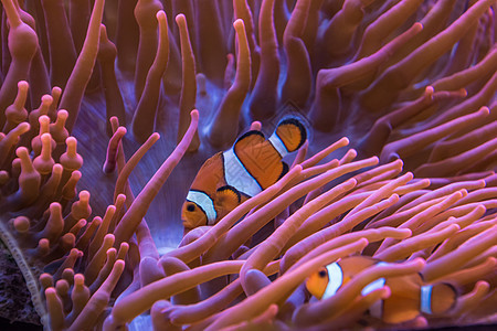 阿内蒙小丑鱼 橙色鱼和白条纹动物植物群海洋橙子触手两栖菲律海葵生活珊瑚图片