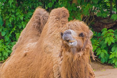 骆驼两只山驼 卷毛棕色毛 吃干草图片