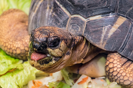 乌龟海龟吃蔬菜爬行动物头图片
