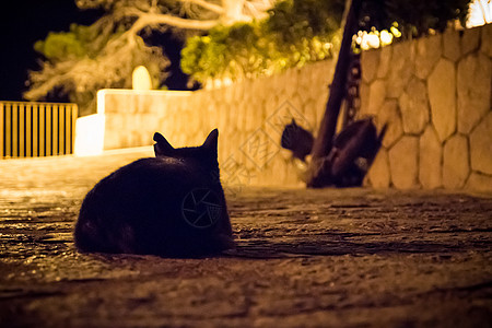 夜里黑猫 有伤疤耳朵看着图片