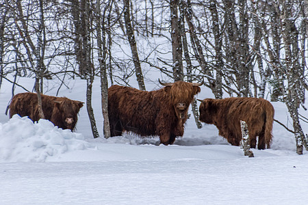 苏格兰高原牛肉在深雪森林图片