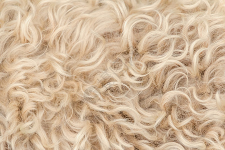 爱尔兰的软涂面小麦 红白色和棕色毛羊毛野生动物头发皮肤柔软度荒野小猎犬外套羊肉墙纸毛皮图片