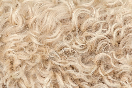 爱尔兰的软涂面小麦 红白色和棕色毛羊毛野生动物头发皮肤柔软度荒野小猎犬外套羊肉墙纸毛皮背景图片