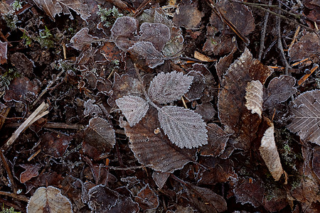 被冰霜覆盖的灰叶 在冻死叶子的床上图片