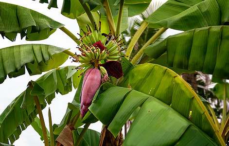 香蕉花挂在树上花园种植园红色生长热带食物叶子香蕉植物水果图片