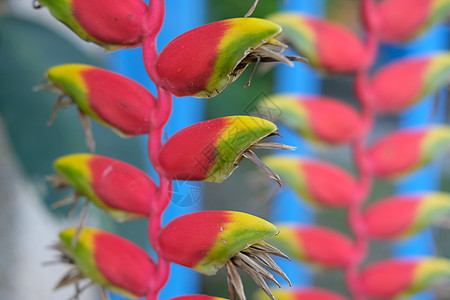 Heliconia热带植物红花自然背景图象图片