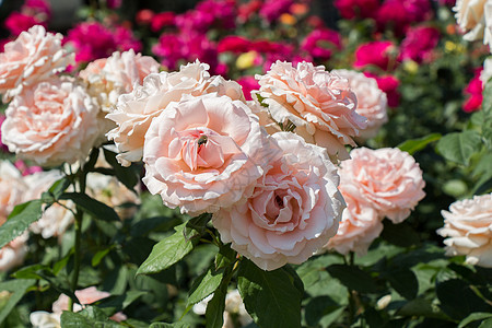 在花园里放出一束美丽的玫瑰花生日植物群季节女朋友礼物投标感情艺术花瓣纪念日图片