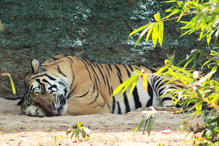 虎或虎睡觉图片